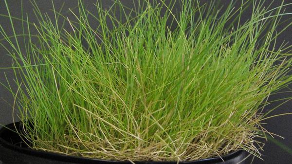 Fine fescue with needle-thin leaf blades