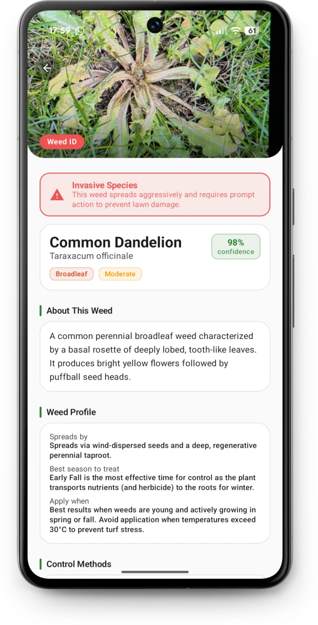 Weed identification result naming Common Dandelion with about and control methods