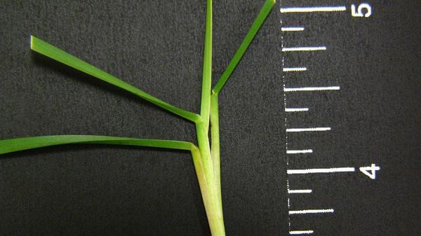 Perennial ryegrass leaf blades with glossy backs