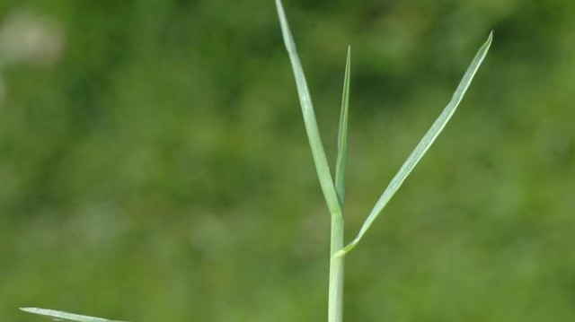 Rough bluegrass in a moist shaded lawn