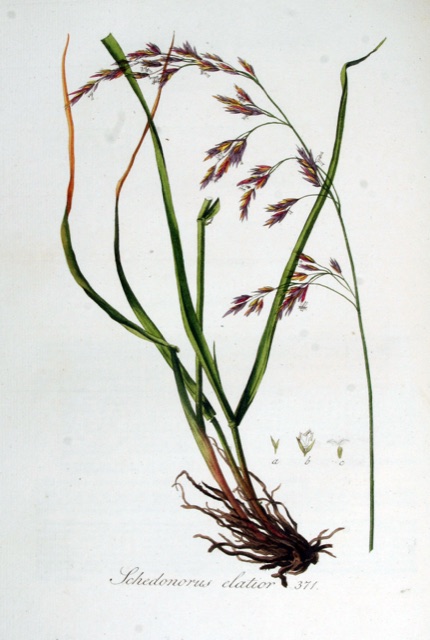 Tall fescue grass with wide ribbed blades